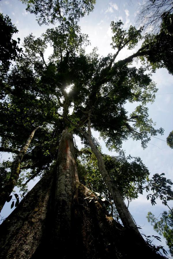 Misahualli Amazon Lodge Bagian luar foto