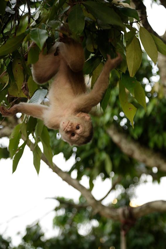 Misahualli Amazon Lodge Bagian luar foto