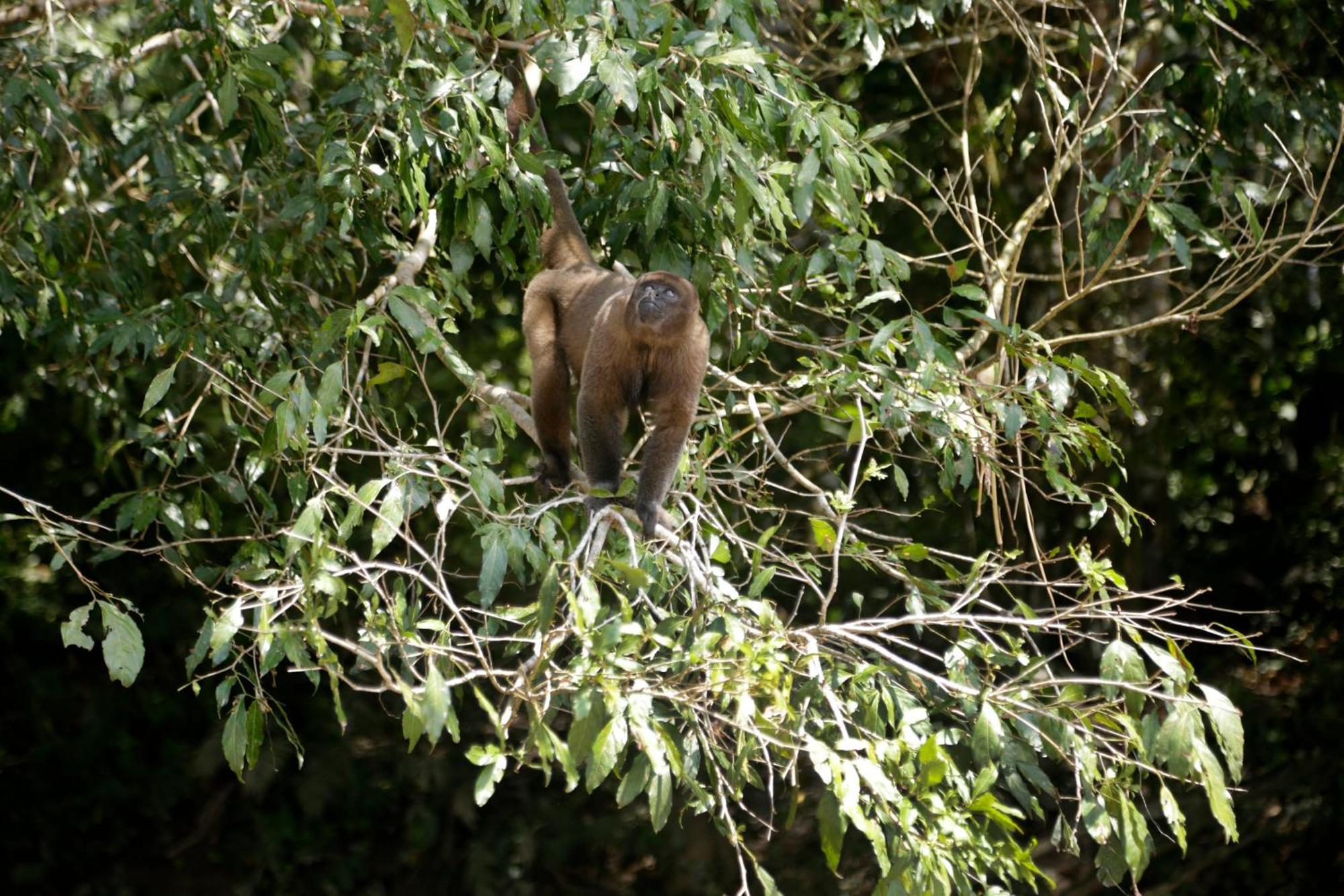 Misahualli Amazon Lodge Bagian luar foto